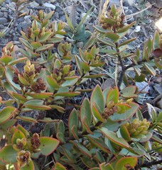 Veronica decumbens