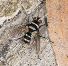 Trigonospila cingulata