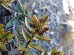 Veronica decumbens