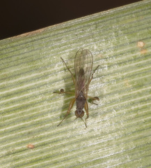 Ptilophyllodromia biroi