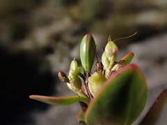 Veronica decumbens