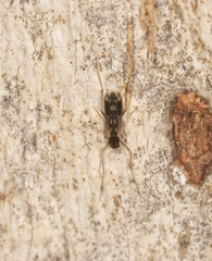 Nasuticladius wilsoni