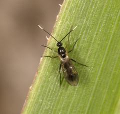 Pseudozygomma maculipennis