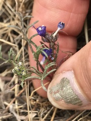 Gilia capitata chamissonis