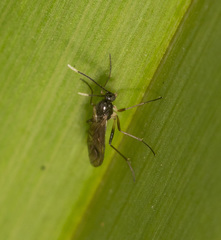 Pseudozygomma maculipennis