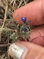 Gilia capitata chamissonis