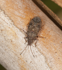 Koscocrompus obscurus