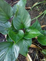 Homalomena rubescens