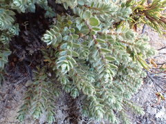 Pimelea mesoa mesoa