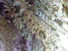 Pimelea mesoa mesoa