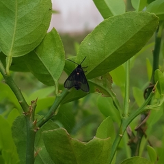 Psichotoe duvaucelii