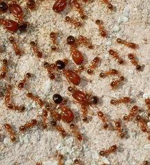 Pheidole californica