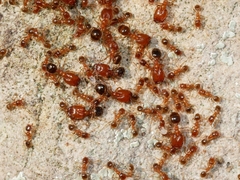 Pheidole californica