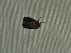 Cryptaspasma