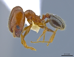 Pheidole californica