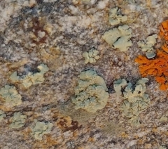 Protoparmeliopsis peltata