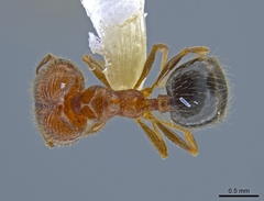 Pheidole californica