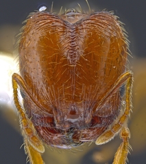 Pheidole californica