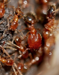 Pheidole californica