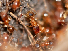 Pheidole californica
