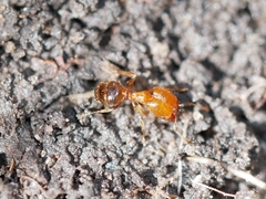Pheidole californica