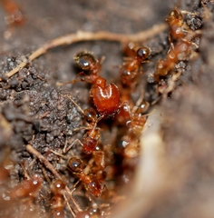Pheidole californica