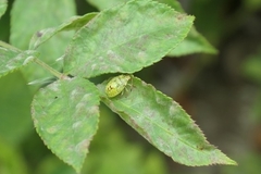 Elasmostethus interstinctus