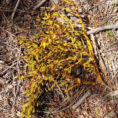 Phoradendron pauciflorum