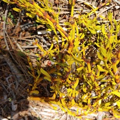 Phoradendron pauciflorum