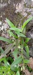 Murdannia loriformis