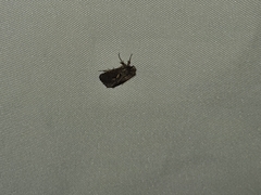 Cryptaspasma
