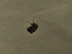 Cryptaspasma