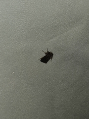 Cryptaspasma