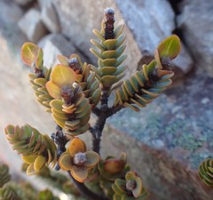 Pimelea traversii