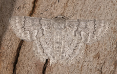 Crypsiphona tasmanica