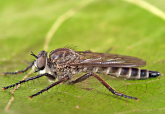 Rhadiurgus variabilis
