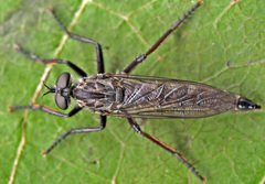 Rhadiurgus variabilis