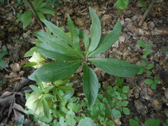 Helleborus viridis viridis