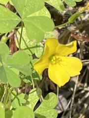 Oxalis californica
