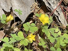 Oxalis californica