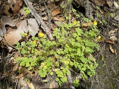 Oxalis californica