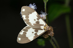 Nyctemera carissima