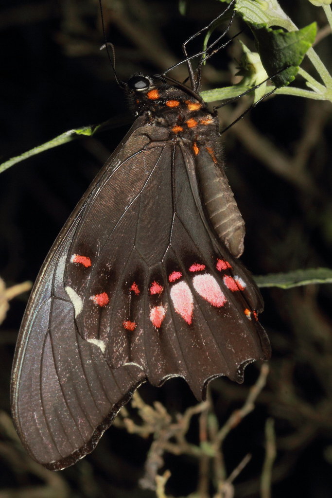 Ruby-spotted Swallowtail