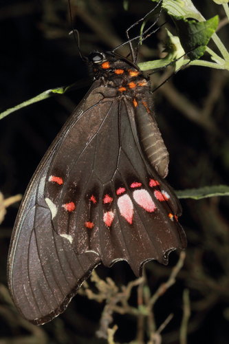 Ruby-spotted Swallowtail