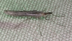 Pseudoschoenobius opalescalis