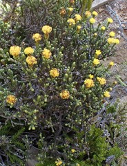 Helichrysum parvifolium