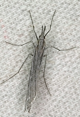 Pseudoschoenobius opalescalis