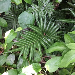 Pteris minor