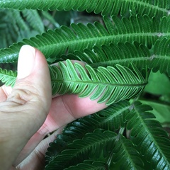 Pteris minor