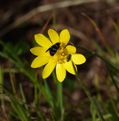 Adela trigrapha